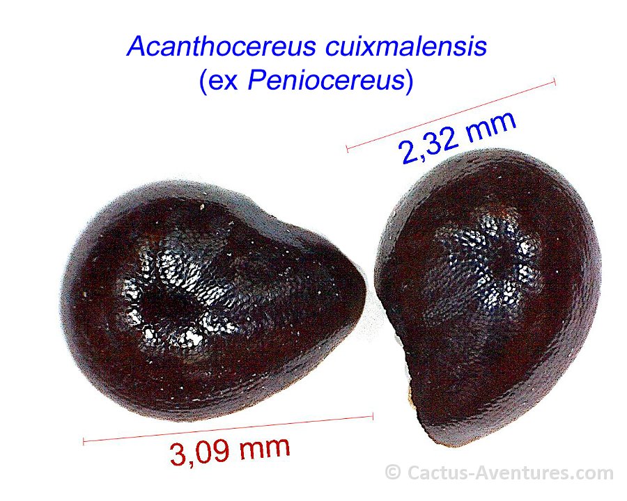 Acanthocereus ex Peniocereus cuixmalensis JM